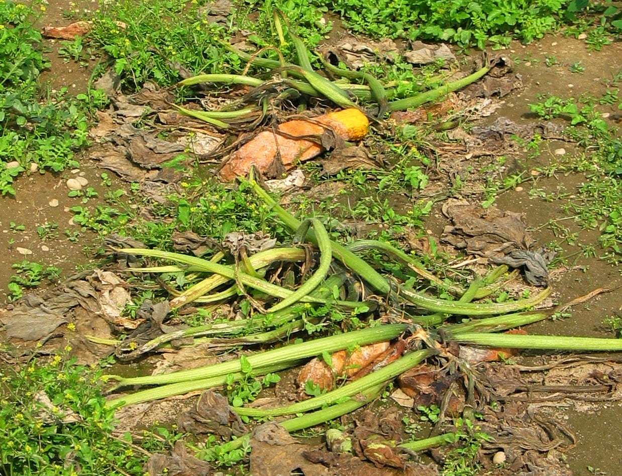 La pourriture du collet provoque l'effondrement complet de la plante entière et sa mort en peu de temps.