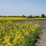 Parcelles de canola d'automne en fleur (23 mai 2023)