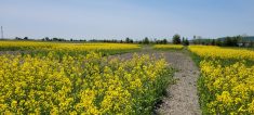 Parcelles de canola d'automne en fleur (23 mai 2023)