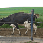 Dairyland Initiative, boiterie