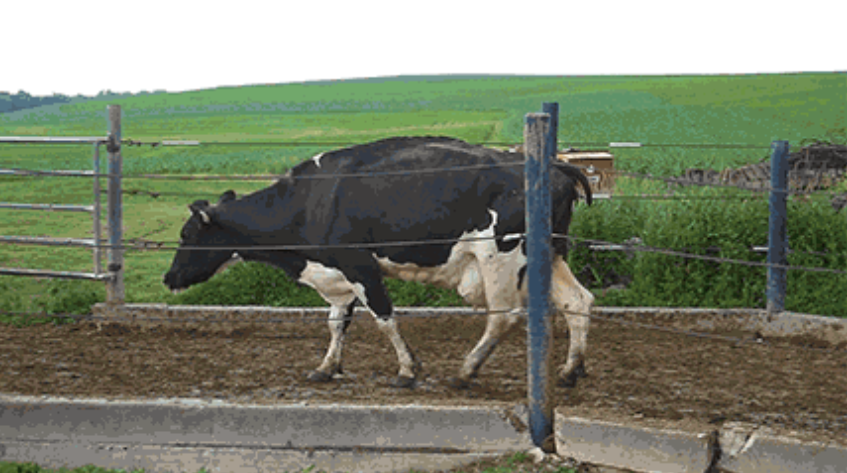 Dairyland Initiative, boiterie