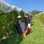 Vignoble le Fief de la rivière à Nicolet