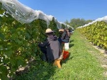 Vignoble le Fief de la rivière à Nicolet