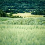Les petites céréales beaucoup plus cultivées en région, un avantage pour les entreprises.