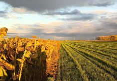 Rayonnement de notre profession d’agriculteur