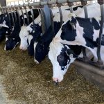 bovins laitiers, vaches laitières mangeoire