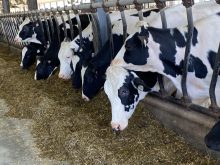 bovins laitiers, vaches laitières mangeoire