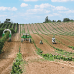 Robots agricoles Naïo