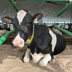 Le confort aide au test de gras des vaches laitières.