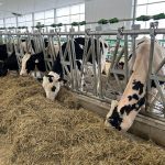 Il est possible de réduire les coûts associés à l'élevage des génisses.