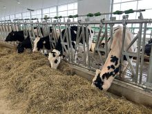 Il est possible de réduire les coûts associés à l'élevage des génisses.