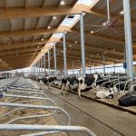 Ferme Berni, étable laitière