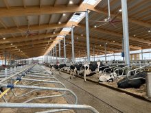 Ferme Berni, étable laitière