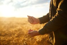 Augmentation de 51% du rendement du maïs-grain biologique