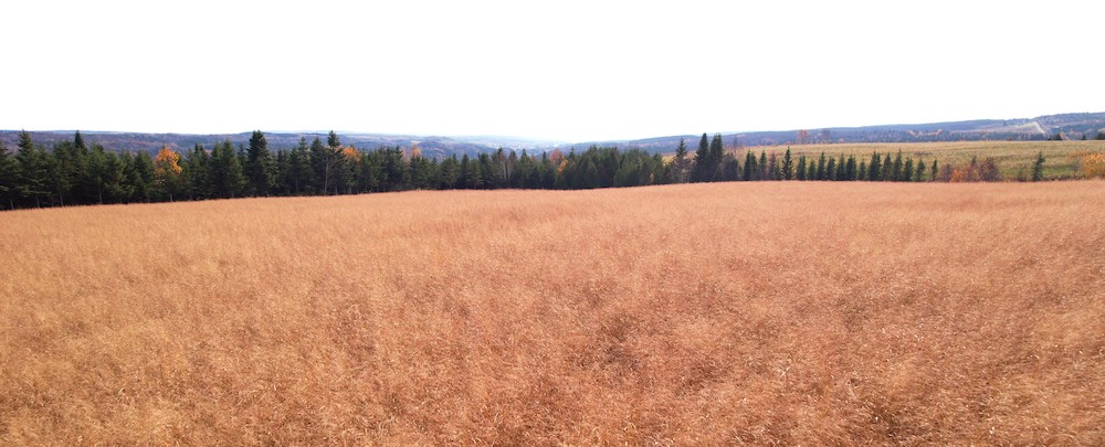 Champ de panic érigé d’AgroÉnergie de l’Est Coop de solidarité au Lac-des-Aigles, Bas-Saint-Laurent (QC)