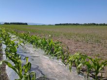Les micro-plastiques menacent la fertilité des terres agricoles