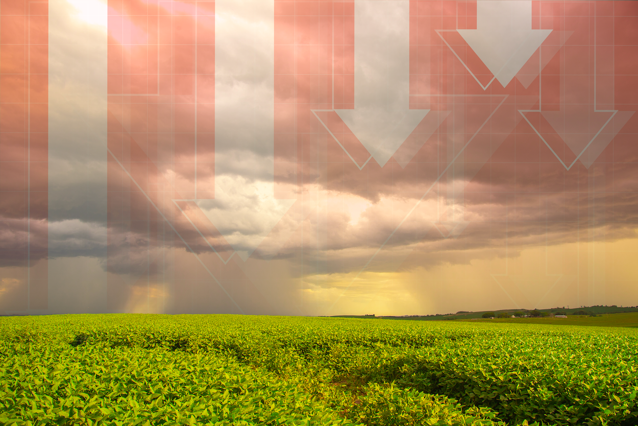 Prix du soya : il y aura des imprévus