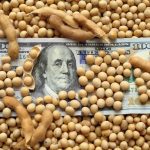 Le soya en forte baisse