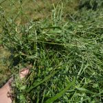 Les plantes pérennes apportent de nombreux bienfaits au sol et aux cultures subséquentes.