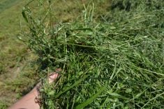 Les plantes pérennes apportent de nombreux bienfaits au sol et aux cultures subséquentes.