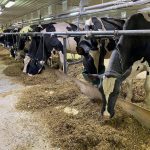 vaches