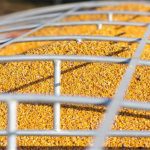 Marché des grains : le maïs à son plus bas en trois ans
