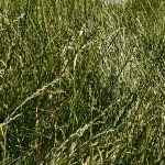 Le raygrass rouge a été populaire dans l'Ouest en raison de l'absence d'autres variétés