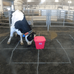 Pour évaluer leur comportement, chaque vache a été isolée dans un enclos avec un nouvel objet, tel qu'un bac en plastique (ci-dessus), et la réaction des vaches a été surveillée pendant dix minutes.