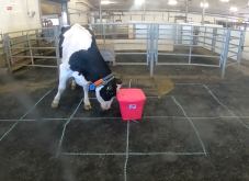 Pour évaluer leur comportement, chaque vache a été isolée dans un enclos avec un nouvel objet, tel qu'un bac en plastique (ci-dessus), et la réaction des vaches a été surveillée pendant dix minutes.