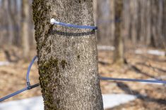 Temps des sucres 2024 : officiellement commencé