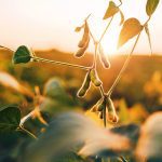 Les cultures ont été résilientes aux changements climatiques jusqu’à présent