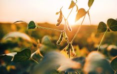 Les cultures ont été résilientes aux changements climatiques jusqu’à présent