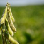 Le rendement du soya en hausse dans les essais du RGCQ
