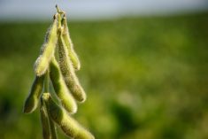Le rendement du soya en hausse dans les essais du RGCQ