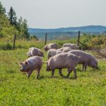 porc biologique, duBreton
