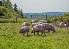 porc biologique, duBreton