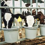 veau colostrum genisses laitieres