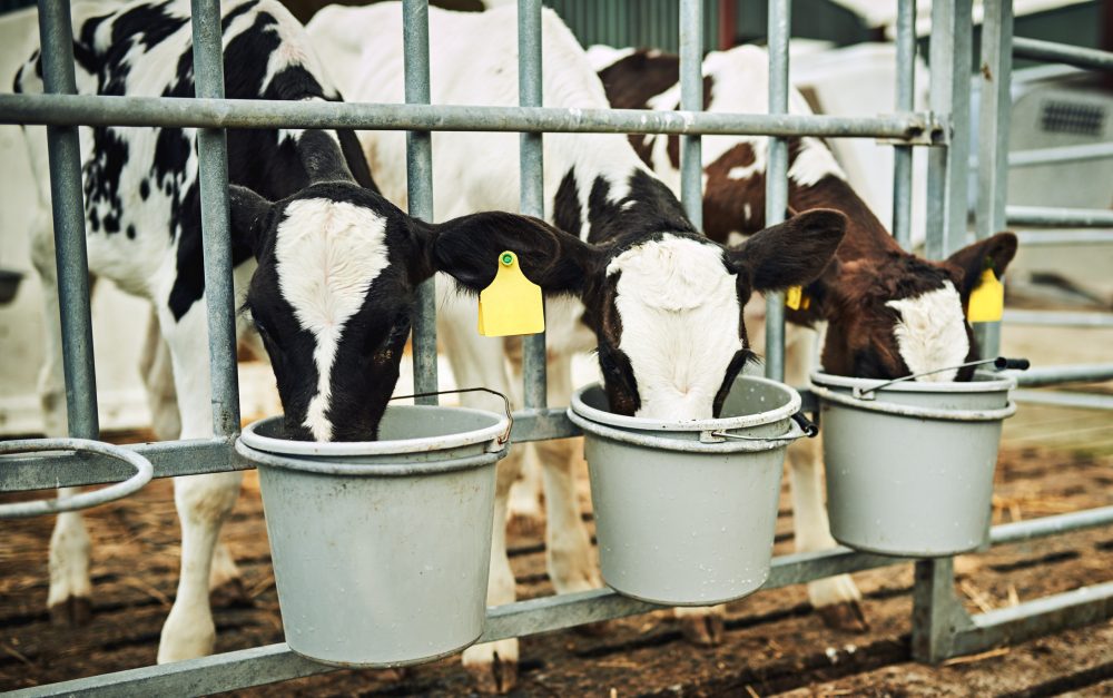 veau colostrum genisses laitieres