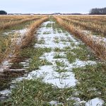 Quelques traces de neige encore dans notre clôture à neige végétale de lin. Il est loin de s’être réveiller. La température ça nous guide.