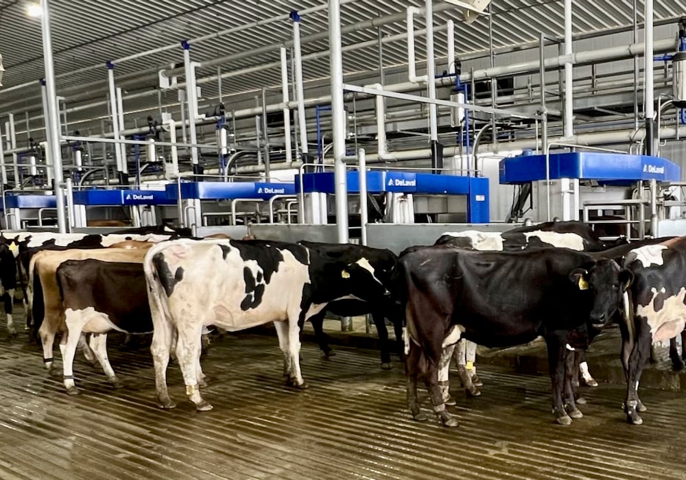DeLaval, traite par lots, robots de traite