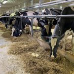 Vaches laitières à la mangeoire