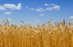 Quelle est la bonne dose de semis dans le blé?