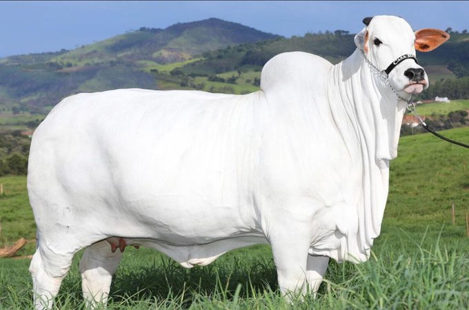 Une vache vendue à un prix record