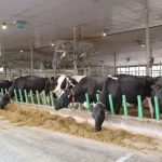 Au Canada, le fait que les troupeaux soient majoritairement à l'intérieur des bâtiments apporte une certaine protection contre l'influenza aviaire, mais le risque zéro n'existe pas.