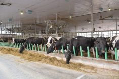 Au Canada, le fait que les troupeaux soient majoritairement à l'intérieur des bâtiments apporte une certaine protection contre l'influenza aviaire, mais le risque zéro n'existe pas.