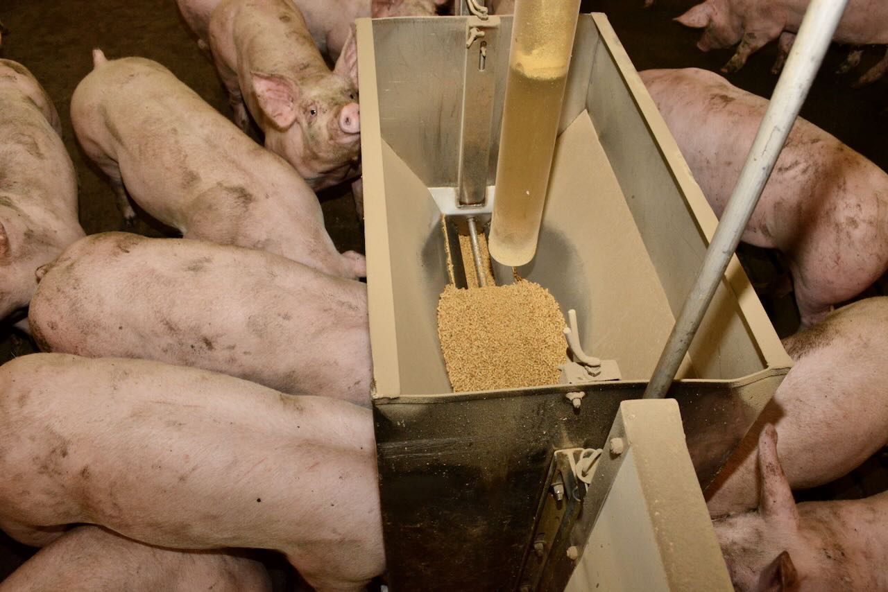 Des porcs mangent de la moulée
