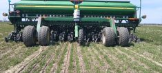 Semis de pois fourrager au travers d'un blé d'hiver en bas de nos standard. C'est une bonne façon d'augmenter la valeur nette à l'hectare et garder en place notre rotation.