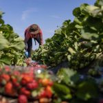 En 2022, le nombre de travailleurs étrangers temporaires (TET) agricoles au Québec s’élevait à 21 531, soit une hausse de plus de 20% par rapport à 2021.