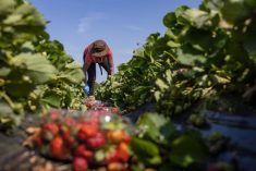 En 2022, le nombre de travailleurs étrangers temporaires (TET) agricoles au Québec s’élevait à 21 531, soit une hausse de plus de 20% par rapport à 2021. 