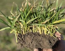 Le blé montre de la vigueur au sortir de l'hiver.